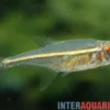 Goethes Harnischsalmler, Hoplocharax goethei