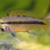 Goldbauch-Zwergbuntbarsch, Apistogramma atahualpa (paarweise)