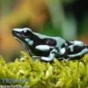 Goldbaumsteiger Bahia Solano, Dendrobates auratus