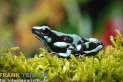 Goldbaumsteiger Bahia Solano, Dendrobates auratus