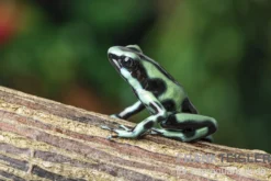 Goldbaumsteiger, Dendrobates auratus "Cahuita"