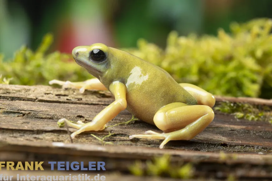 Goldbaumsteiger EI Oro, Dendrobates auratus