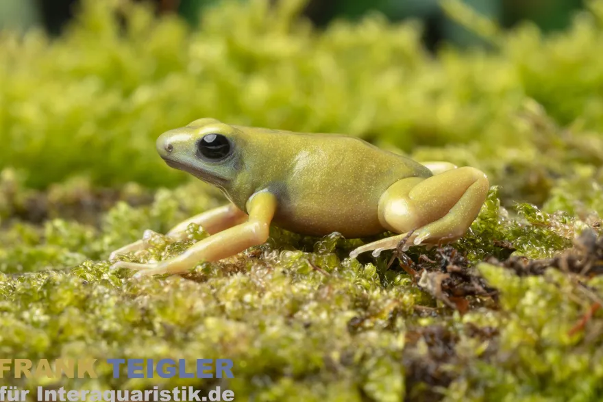 Goldbaumsteiger EI Oro, Dendrobates auratus