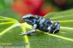 Goldbaumsteiger La Coca, Dendrobates auratus