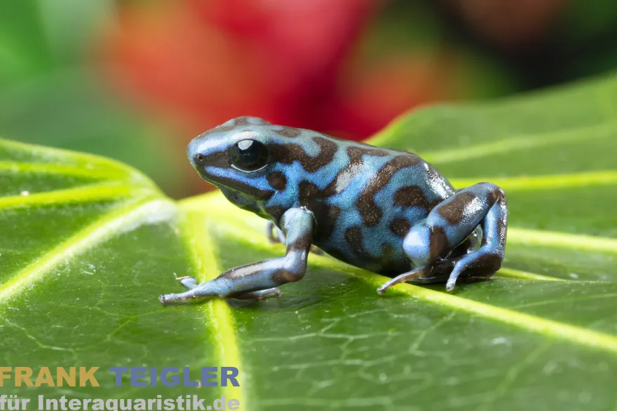 Goldbaumsteiger La Coca, Dendrobates auratus