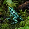 Goldbaumsteiger „Microspot“, Dendrobates auratus