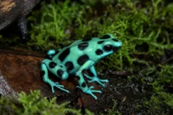 Goldbaumsteiger „Microspot“, Dendrobates auratus