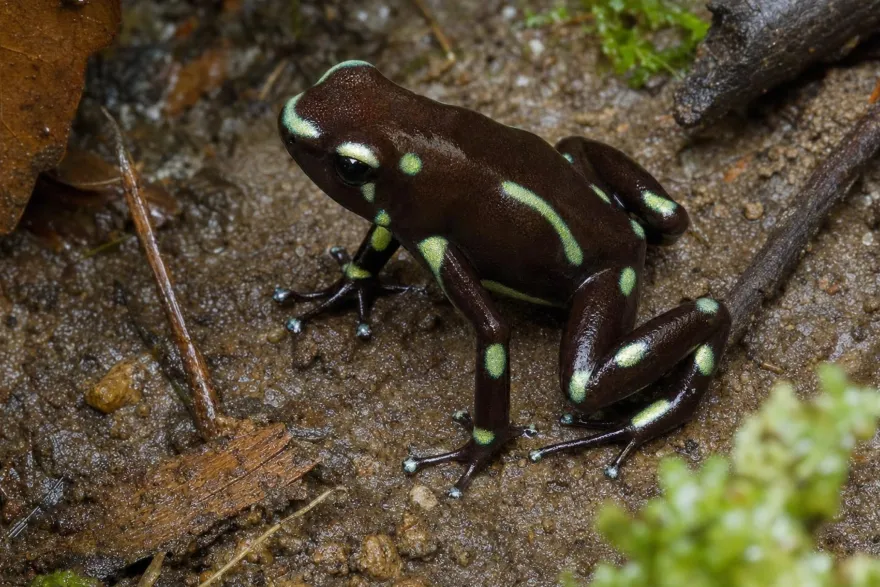 Goldbaumsteiger „Palmar Norte“, Dendrobates auratus