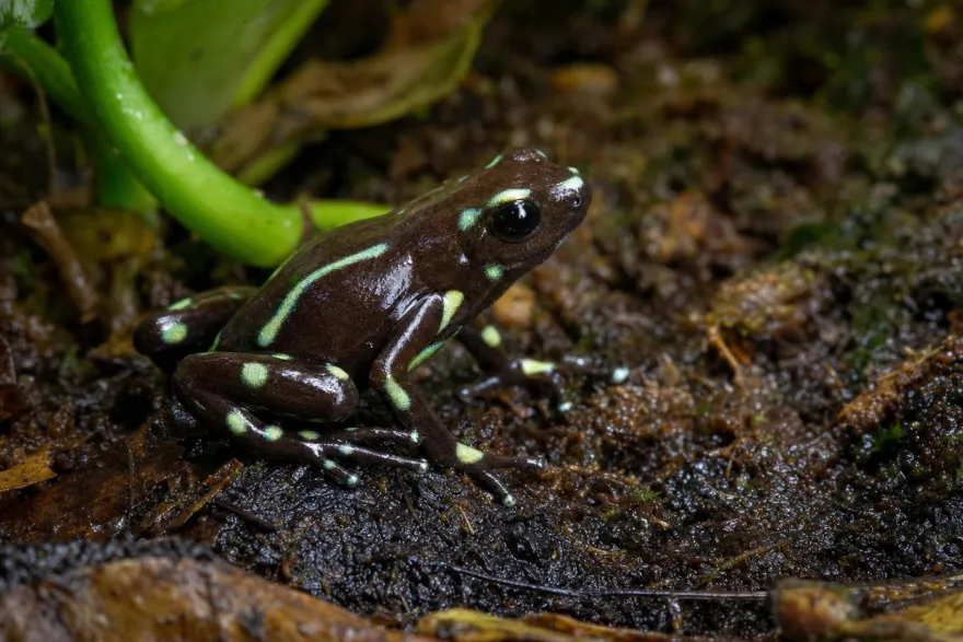 Goldbaumsteiger „Palmar Norte“, Dendrobates auratus