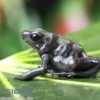 Goldbaumsteiger Peña Blanca, Dendrobates auratus