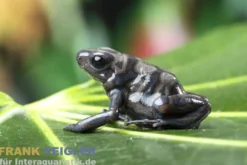 Goldbaumsteiger Peña Blanca, Dendrobates auratus
