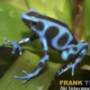 Goldbaumsteiger "Super Blue", Dendrobates auratus