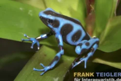 Goldbaumsteiger "Super Blue", Dendrobates auratus
