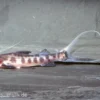 Goldbinden-Zebraantennenwels, Brachyplatystoma juruense