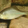 Gold-Bitterling, Rhodeus amarus, 4-8 cm (Kaltwasser)