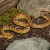 Golddust-Kornnatter, Pantherophis guttatus