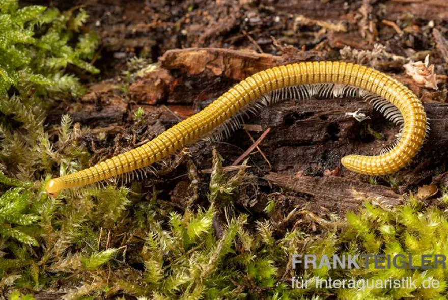 Golden-Cave-Tausendfüßer, Spiroboulus sp. “Golden Cave”