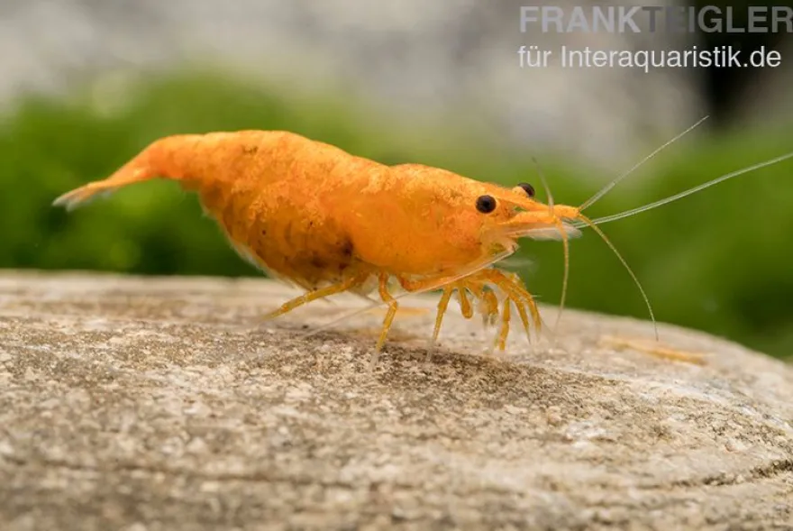 Golden Dust Garnele, Neocaridina davidi