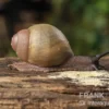 Goldene Greville's Achatschnecke, Archachatina marginata grevillei "Gold"
