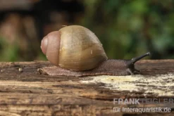 Goldene Greville's Achatschnecke, Archachatina marginata grevillei "Gold"
