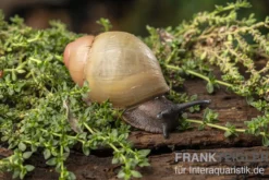 Goldene Greville's Achatschnecke, Archachatina marginata grevillei