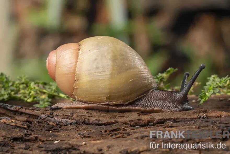 Goldene Greville's Achatschnecke, Archachatina marginata grevillei "Gold"