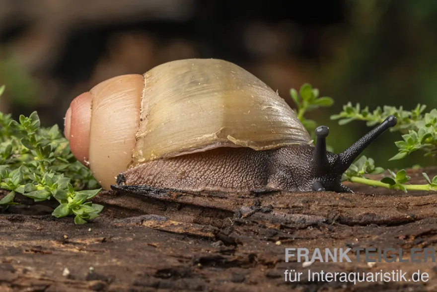 Goldene Greville's Achatschnecke, Archachatina marginata grevillei "Gold"