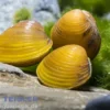 Goldene Körbchenmuschel, Corbicula javanicus (Warm- & Kaltwasser)