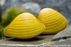 Goldene Körbchenmuschel, Corbicula javanicus (Warm- & Kaltwasser)