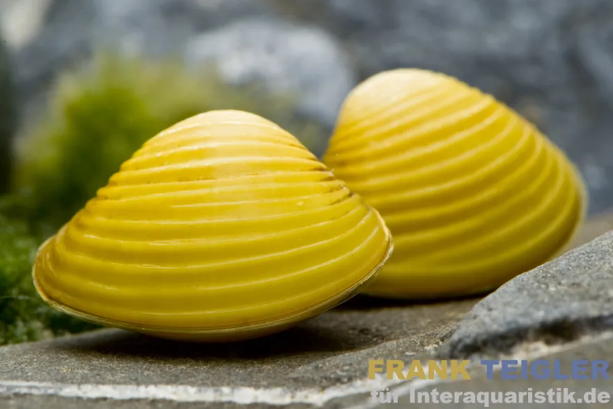 Goldene Körbchenmuschel, Corbicula javanicus (Warm- & Kaltwasser)