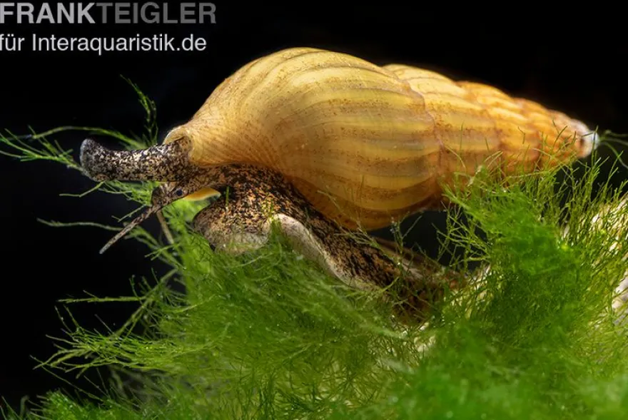 Goldene Raubturmdeckelschnecke, Anentome helena