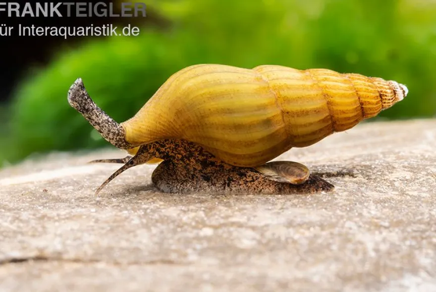 Goldene Raubturmdeckelschnecke, Anentome helena
