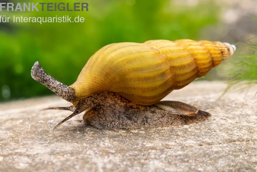 Goldene Raubturmdeckelschnecke, Anentome helena