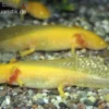Goldener Axolotl XL, Ambystoma mexicanum