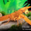 Goldener Cherax, Cherax cf. snowden - Zufällig
