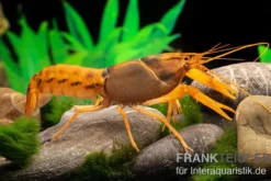 Goldener Cherax, Cherax cf. snowden - Zufällig