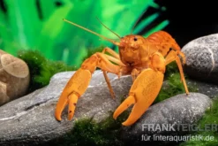 Goldener Cherax, Cherax cf. snowden - Zufällig