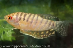 Goldener Fadenfisch, Trichogaster trichopterus