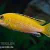 Goldener Fsh perlosi, Fsh perlosi gold