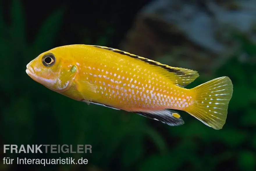 Goldener Fsh perlosi, Fsh perlosi gold
