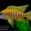 Goldener Kaiserbuntbarsch, Aulonocara stuartgranti maleri, 6-8 cm