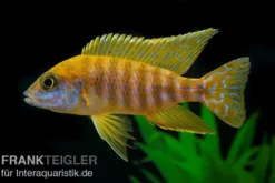 Goldener Kaiserbuntbarsch, Aulonocara stuartgranti maleri, 6-8 cm