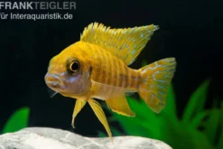 Goldener Kaiserbuntbarsch, Aulonocara stuartgranti maleri, 6-8 cm