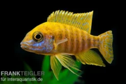 Goldener Kaiserbuntbarsch, Aulonocara stuartgranti maleri, 6-8 cm