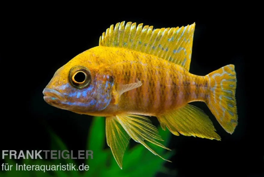 Goldener Kaiserbuntbarsch, Aulonocara stuartgranti maleri, 6-8 cm