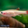 Goldener Kardinalfisch, Tanichthys albonubes gold