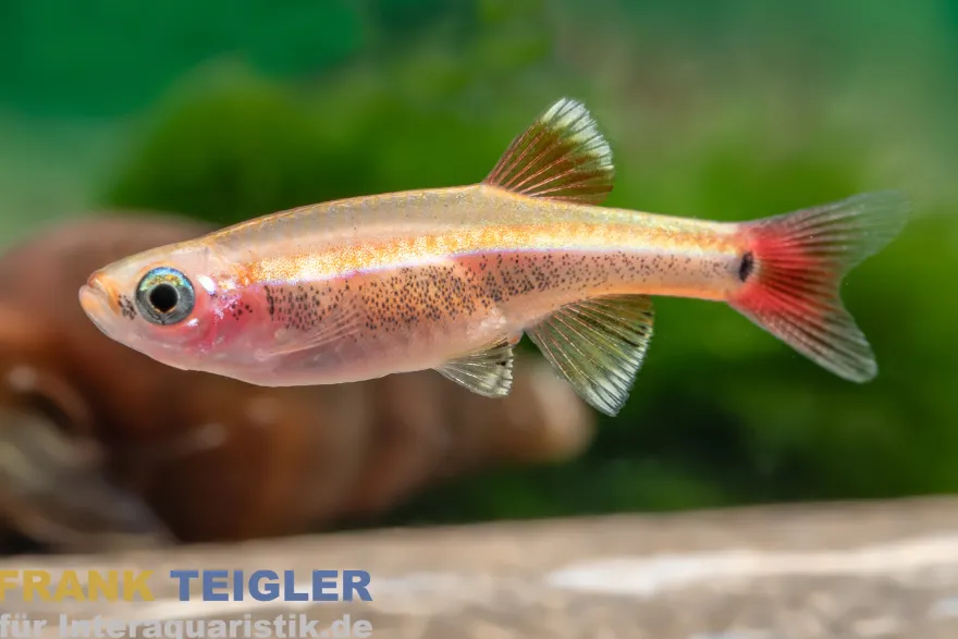 Goldener Kardinalfisch, Tanichthys albonubes gold