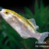 Goldener Kugelfisch, Chonerhinus modestus