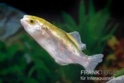 Goldener Kugelfisch, Chonerhinus modestus