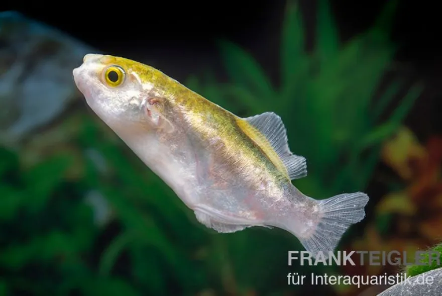 Goldener Kugelfisch, Chonerhinus modestus